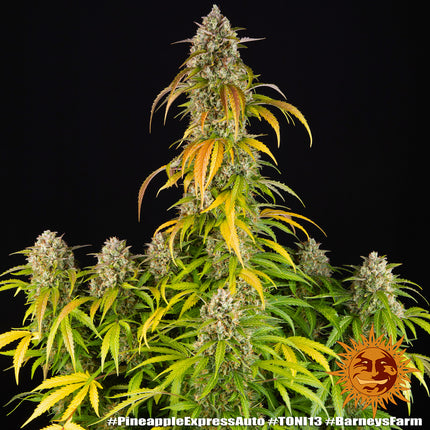 Barney's Farm Pineapple Express Auto (Barney's Farm)