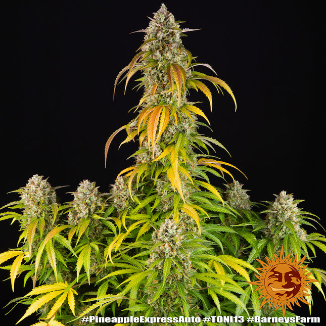Barney's Farm Pineapple Express Auto (Barney's Farm)