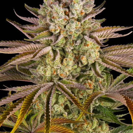 Barney's Farm Pineapple Express (Barney's Farm)