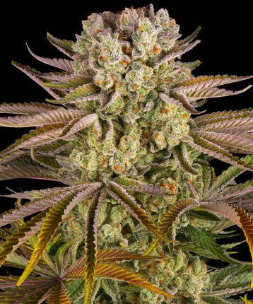 Barney's Farm Pineapple Express (Barney's Farm)