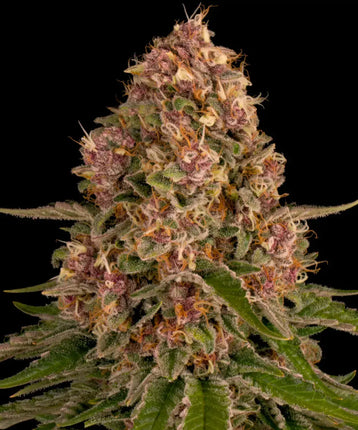 Barney's Farm Pink Kush (3 Zaden)