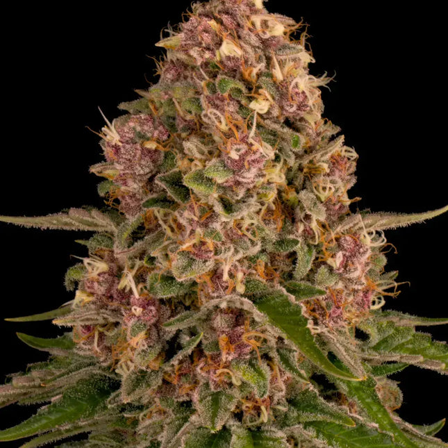 Barney's Farm Pink Kush (3 Zaden) (Barney's Farm)