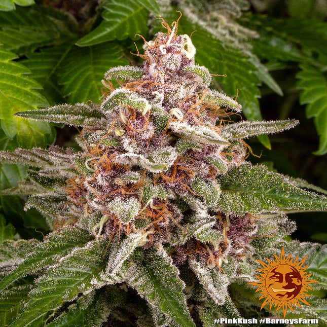 Barney's Farm Pink Kush (3 Zaden) (Barney's Farm)