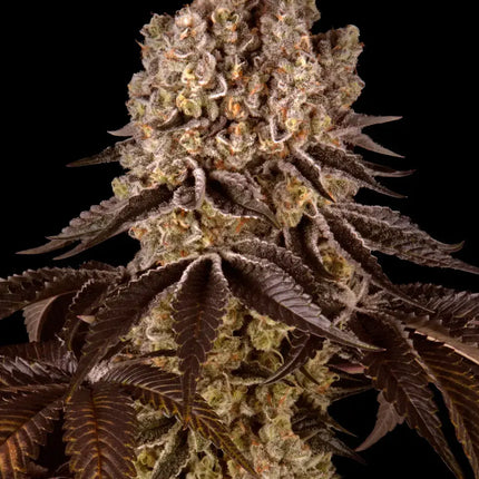 Barney's Farm Purple Punch