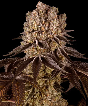 Barney's Farm Purple Punch