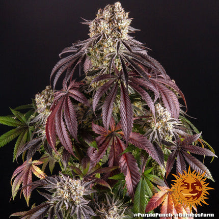 Barney's Farm Purple Punch