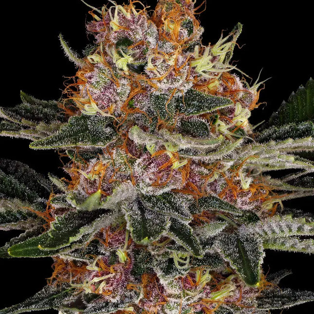 Barney's Farm Purple Punch Auto (Barney's Farm)