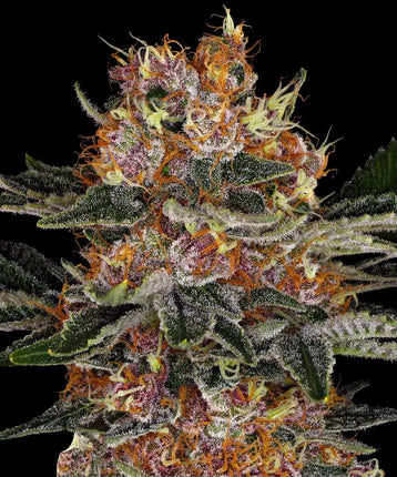 Barney's Farm Purple Punch Auto (Barney's Farm)