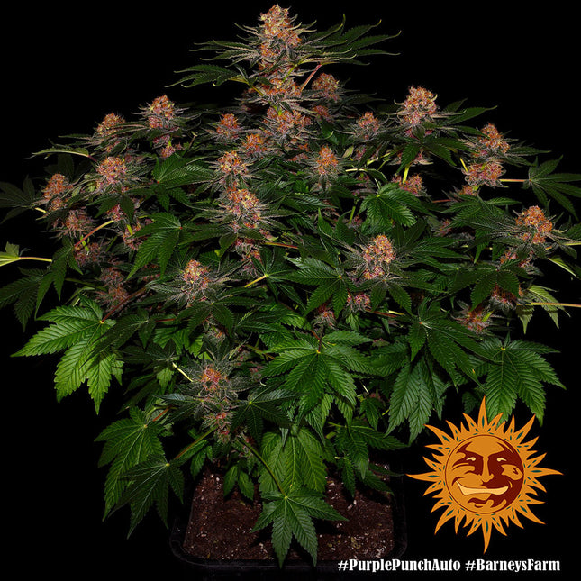 Barney's Farm Purple Punch Auto (Barney's Farm)