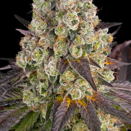 Barney's Farm Purple Punch x Lemon Drizzle (Barney's Farm)