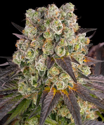 Barney's Farm Purple Punch x Lemon Drizzle (Barney's Farm)