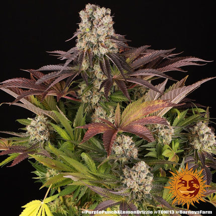 Barney's Farm Purple Punch x Lemon Drizzle (Barney's Farm)