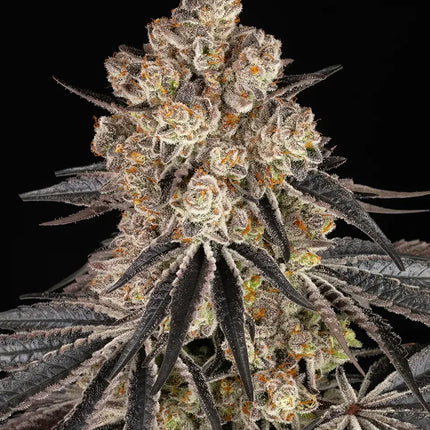 Barney's Farm Rainbow Sherbet