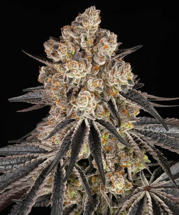 Barney's Farm Rainbow Sherbet
