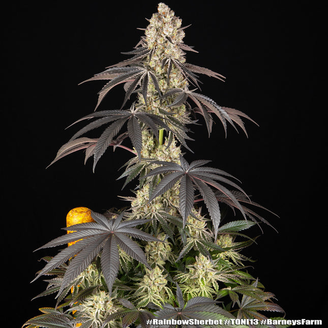 Barney's Farm Rainbow Sherbet (Barney's Farm)