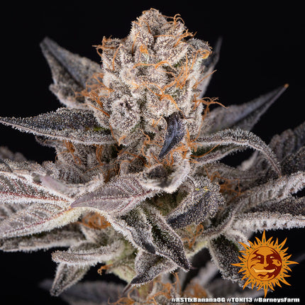 Barney's Farm RS11 x Banana OG