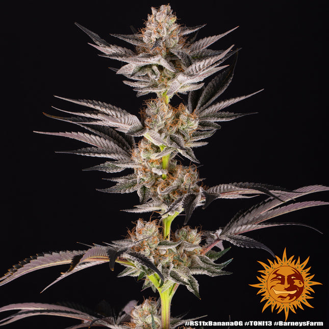 Barney's Farm RS11 x Banana OG (Barney's Farm)