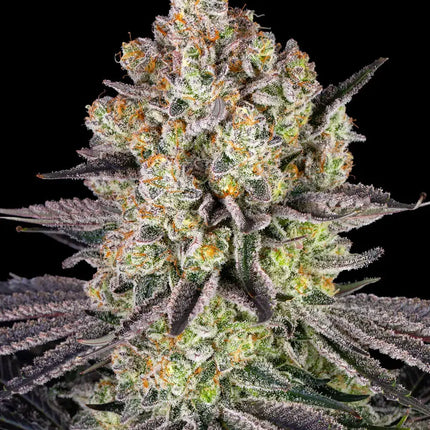Barney's Farm Runtz