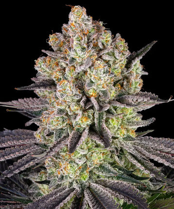 Barney's Farm Runtz