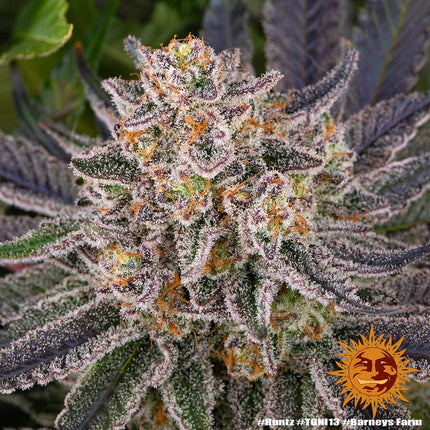 Barney's Farm Runtz