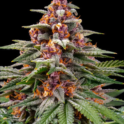 Barney's Farm Runtz Auto