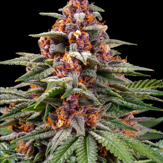 Barney's Farm Runtz Auto