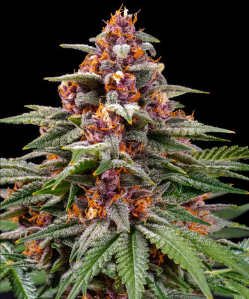 Barney's Farm Runtz Auto (Barney's Farm)