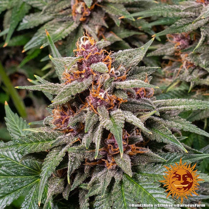 Barney's Farm Runtz Auto (Barney's Farm)