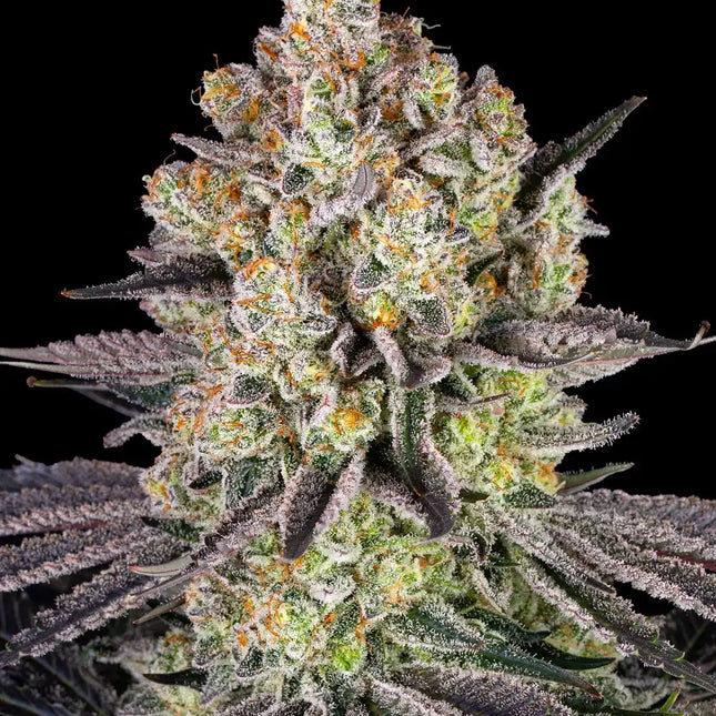 Barney's Farm Runtz (Barney's Farm)