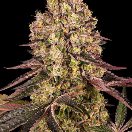 Barney's Farm Runtz Muffin (Barney's Farm)