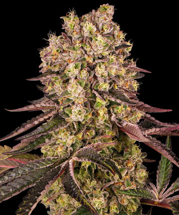 Barney's Farm Runtz Muffin (Barney's Farm)