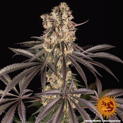Barney's Farm Runtz Muffin (Barney's Farm)