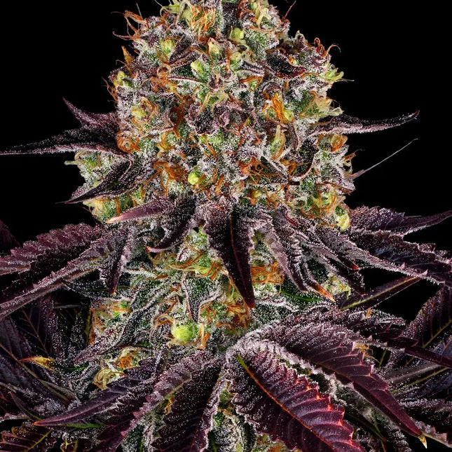 Barney's Farm Runtz x Layer Cake