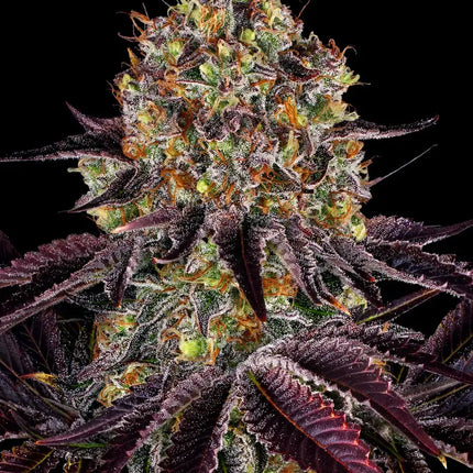 Barney's Farm Runtz x Layer Cake (Barney's Farm)