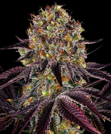Barney's Farm Runtz x Layer Cake (Barney's Farm)