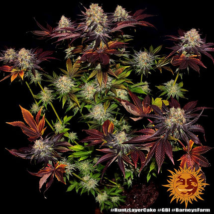 Barney's Farm Runtz x Layer Cake (Barney's Farm)