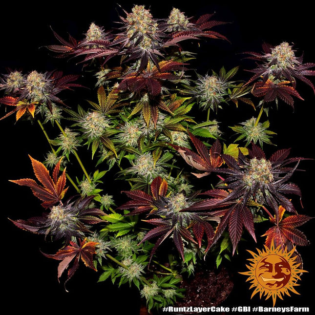 Barney's Farm Runtz x Layer Cake (Barney's Farm)