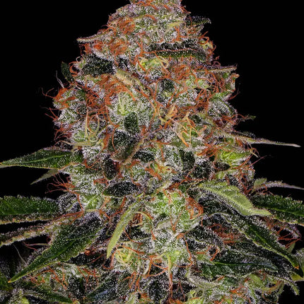 Barney's Farm ShiskaBerry (Barney's Farm)