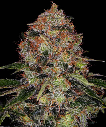 Barney's Farm ShiskaBerry (Barney's Farm)