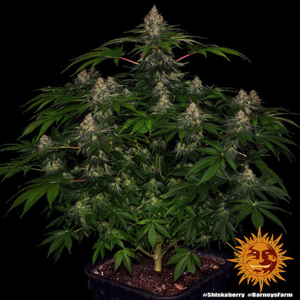 Barney's Farm ShiskaBerry (Barney's Farm)