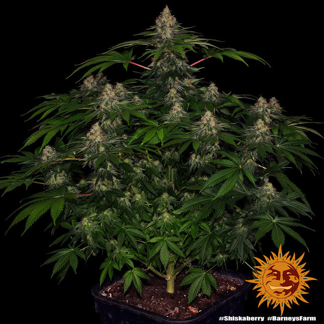 Barney's Farm ShiskaBerry (Barney's Farm)