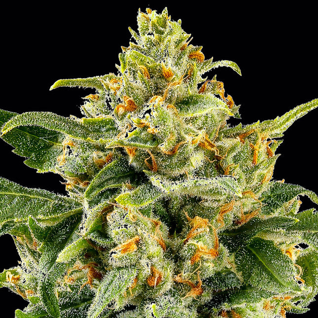 Barney's Farm Skunk #1 (Barney's Farm)
