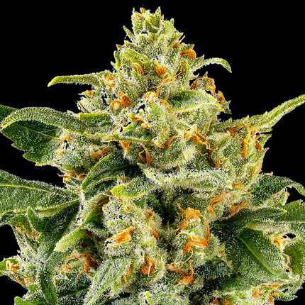 Barney's Farm Skunk #1 (Barney's Farm)
