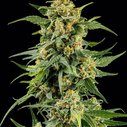 Barney's Farm Skunk #1 (Barney's Farm)