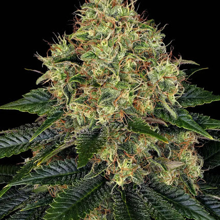 Barney's Farm Skywalker OG Auto (Barney's Farm)