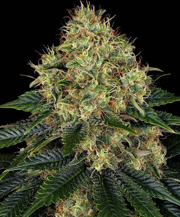 Barney's Farm Skywalker OG Auto (Barney's Farm)