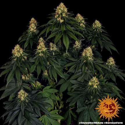 Barney's Farm Skywalker OG Auto (Barney's Farm)