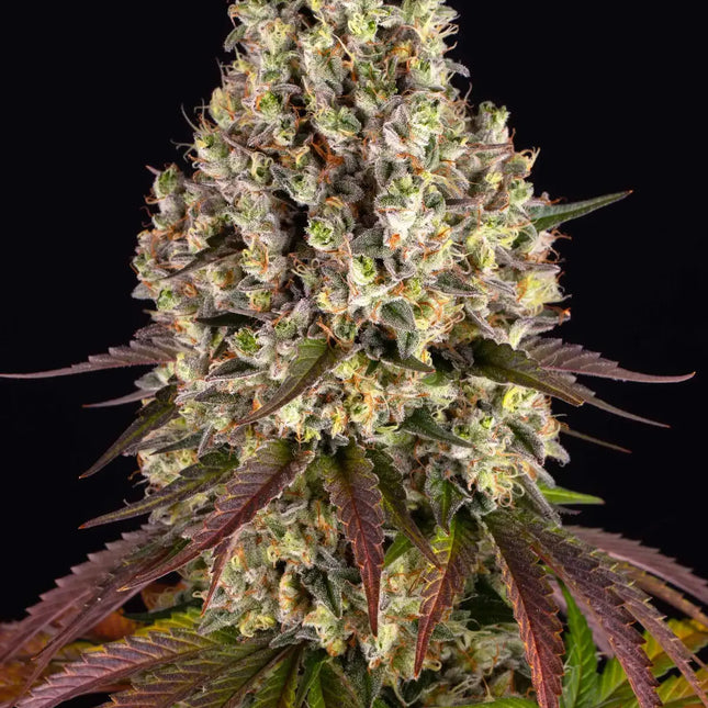 Barney's Farm Sour Diesel