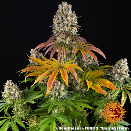 Barney's Farm Sour Diesel