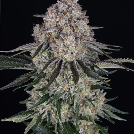 Barney's Farm Sour Diesel Auto